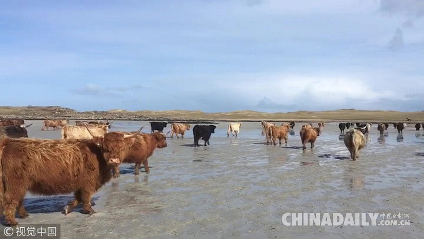 荒島來客！英國主人帶牛群“渡海”到無人島產(chǎn)仔