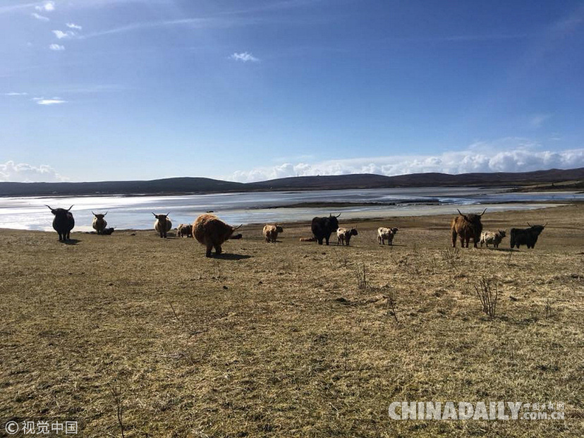 荒島來客！英國主人帶牛群“渡海”到無人島產(chǎn)仔