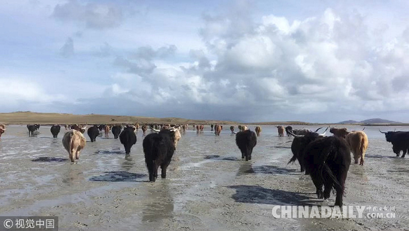 荒島來客！英國主人帶牛群“渡海”到無人島產仔