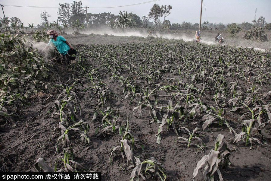 錫納朋火山噴發后 火山灰漫山遍野村民戴口罩清掃