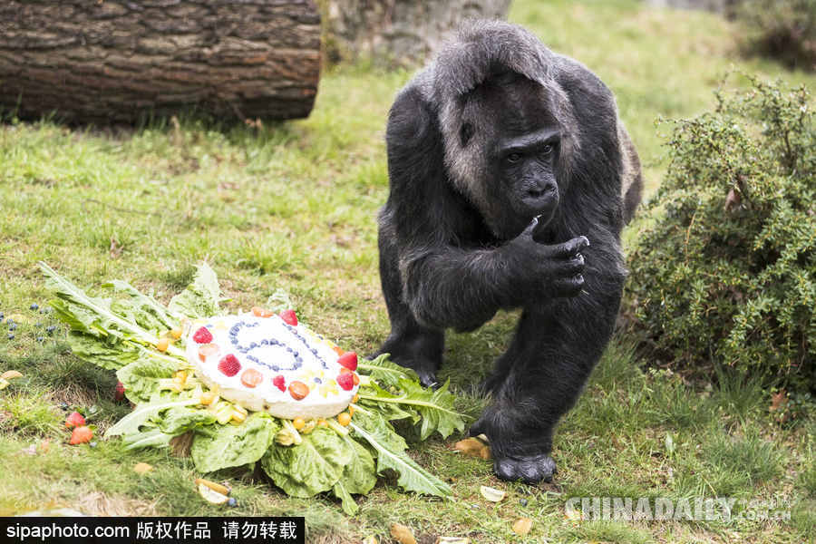 世界最老大猩猩迎來61歲生日 安詳吃蛋糕淡定自如