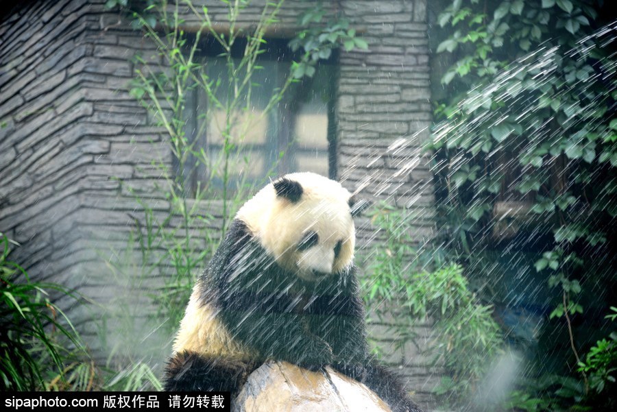 京城昨日創入夏最高氣溫 大熊貓淋浴降溫