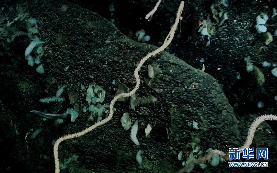 我國科學家在南海甘泉海臺首次發現冷水珊瑚群