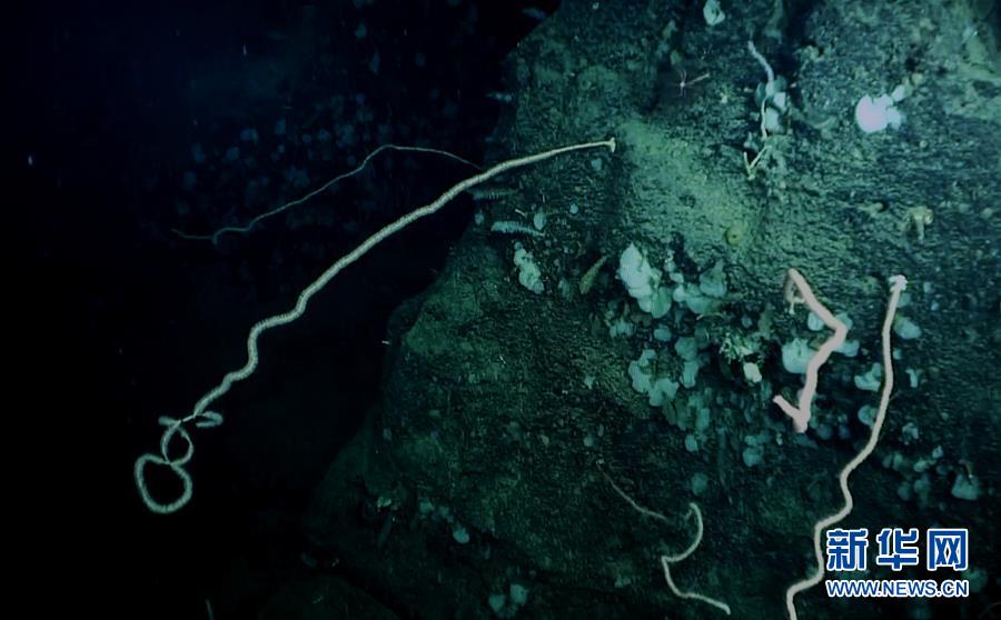 我國科學家在南海甘泉海臺首次發現冷水珊瑚群