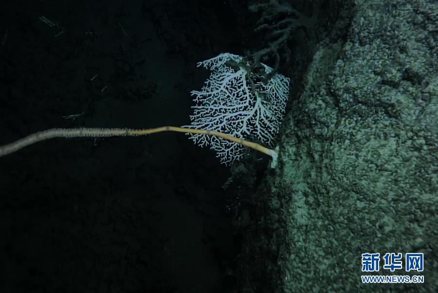 我國科學家在南海甘泉海臺首次發現冷水珊瑚群