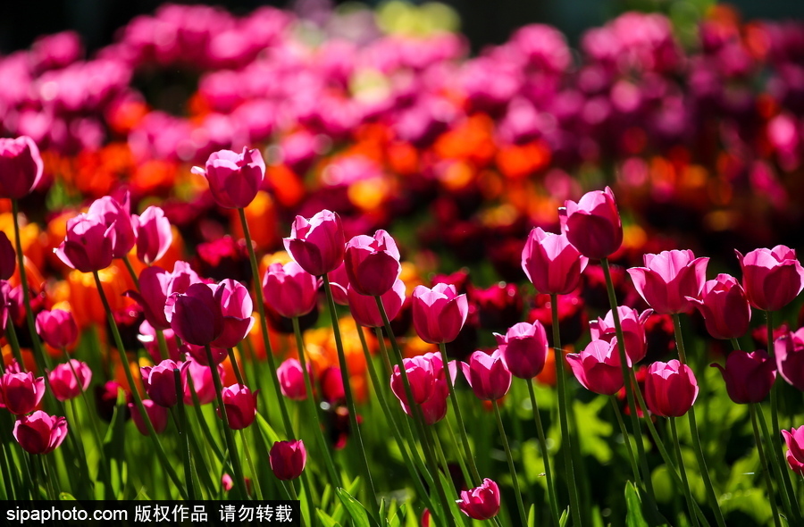 郁金香花節在俄羅斯圣彼得堡舉行 五顏六色花海迎客