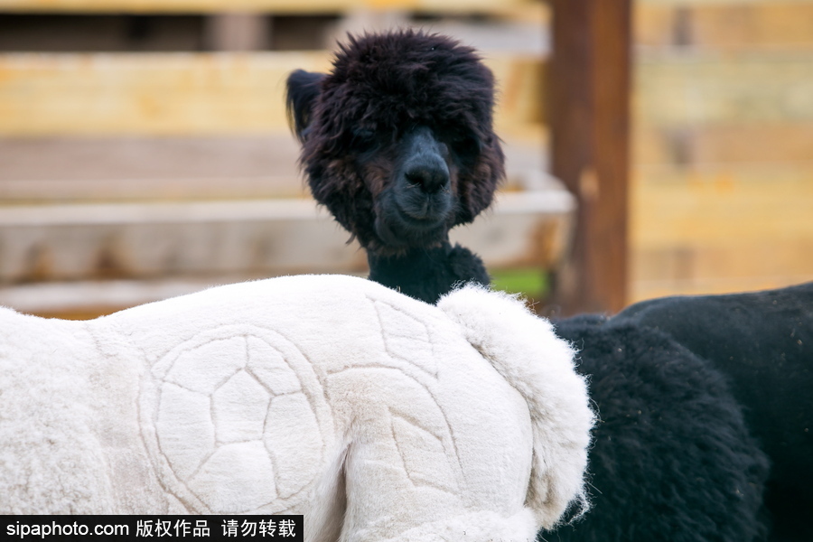 羊駝“助陣”世界杯！ 毛發修剪足球圖案趣味十足