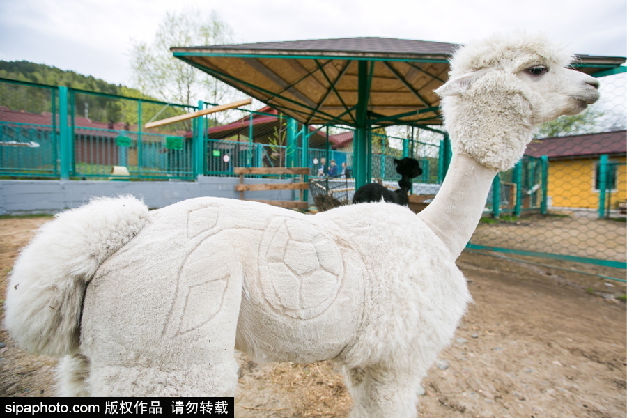 羊駝“助陣”世界杯！ 毛發(fā)修剪足球圖案趣味十足