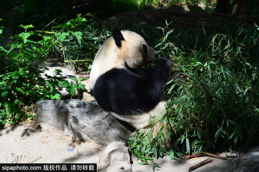 京城高溫難耐 大熊貓避暑美味不停生活愜意