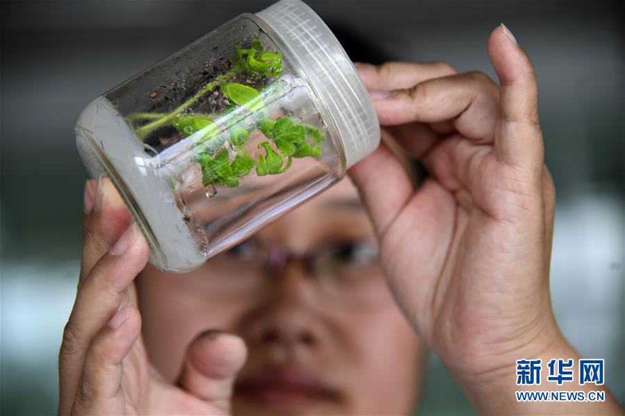 構(gòu)建命運(yùn)共同體 開啟上合新時(shí)代——習(xí)近平主席推動(dòng)上合組織發(fā)展五年間