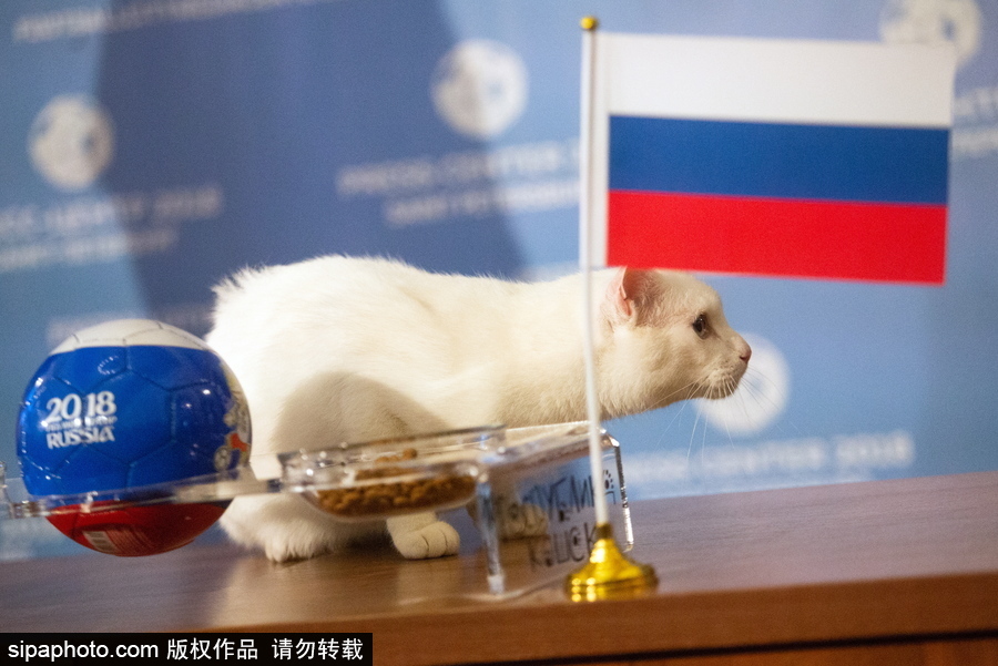 明星待遇！俄羅斯神貓預測2018世界杯揭幕戰勝者