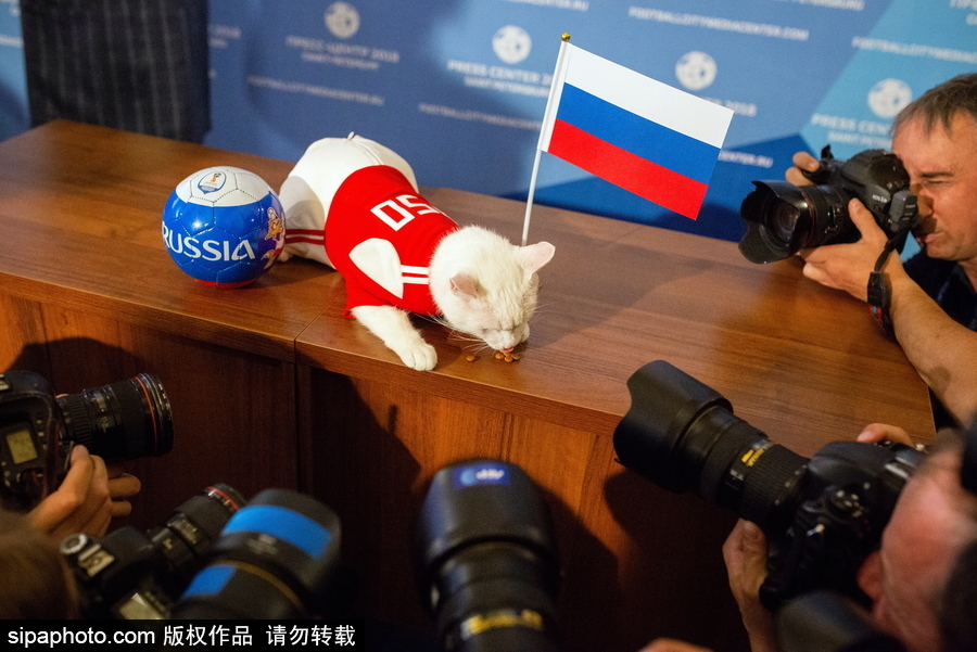 明星待遇！俄羅斯神貓預測2018世界杯揭幕戰勝者