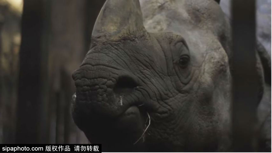 “網紅”犀牛千里尋“愛” 專人護送陣仗十足