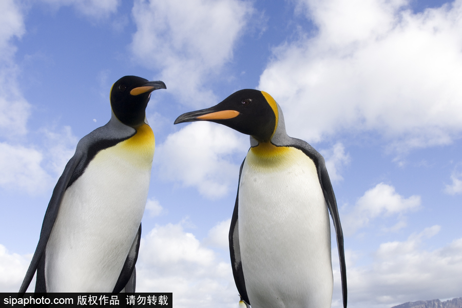 企鵝家族中的“大個(gè)頭” 帝企鵝晃頭晃腦超可愛