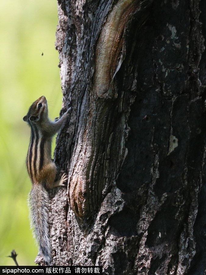 遠(yuǎn)離塵囂的動(dòng)物棲息地 探訪俄羅斯別廖佐夫斯基自然保護(hù)區(qū)