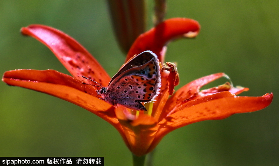 遠離塵囂的動物棲息地 探訪俄羅斯別廖佐夫斯基自然保護區