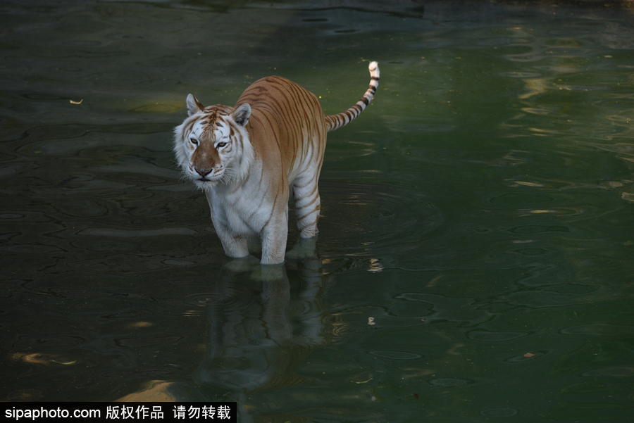 天氣熱得老虎也坐不住了！西班牙馬德里動物園猛虎水中避暑