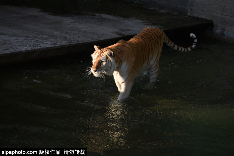 天氣熱得老虎也坐不住了！西班牙馬德里動(dòng)物園猛虎水中避暑