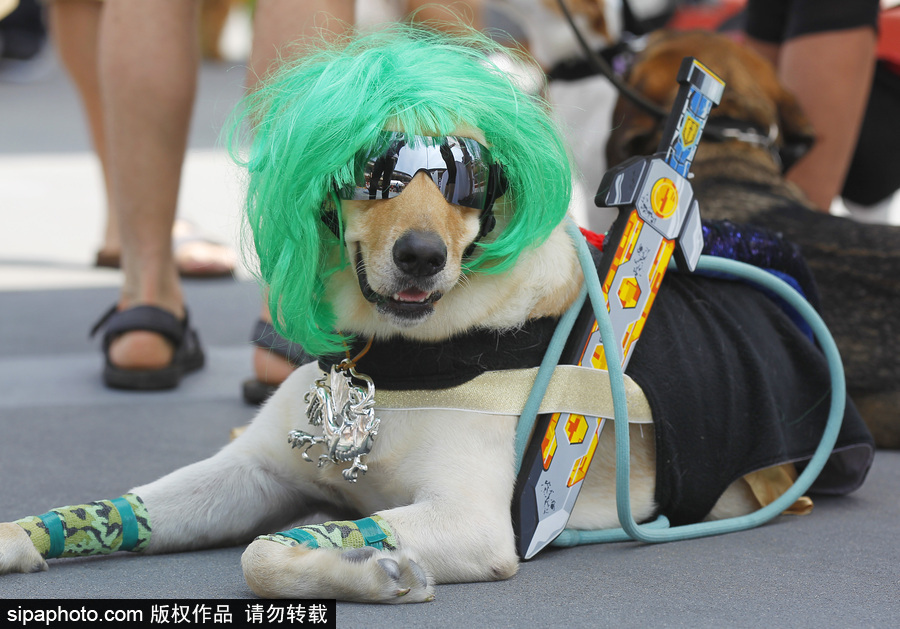美國(guó)圣地亞哥動(dòng)漫展期間 狗狗身著各色服飾秒變時(shí)尚icon