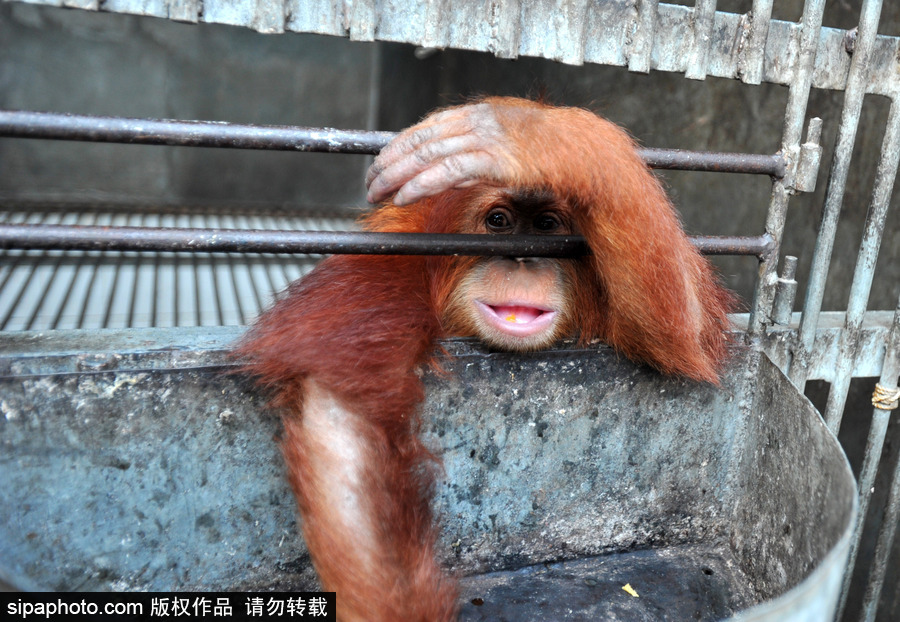 嚇死寶寶了！印尼一猩猩幼崽被解救緊抱人不撒手