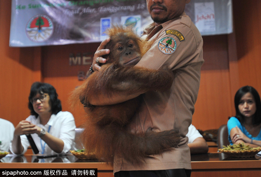 嚇死寶寶了！印尼一猩猩幼崽被解救緊抱人不撒手