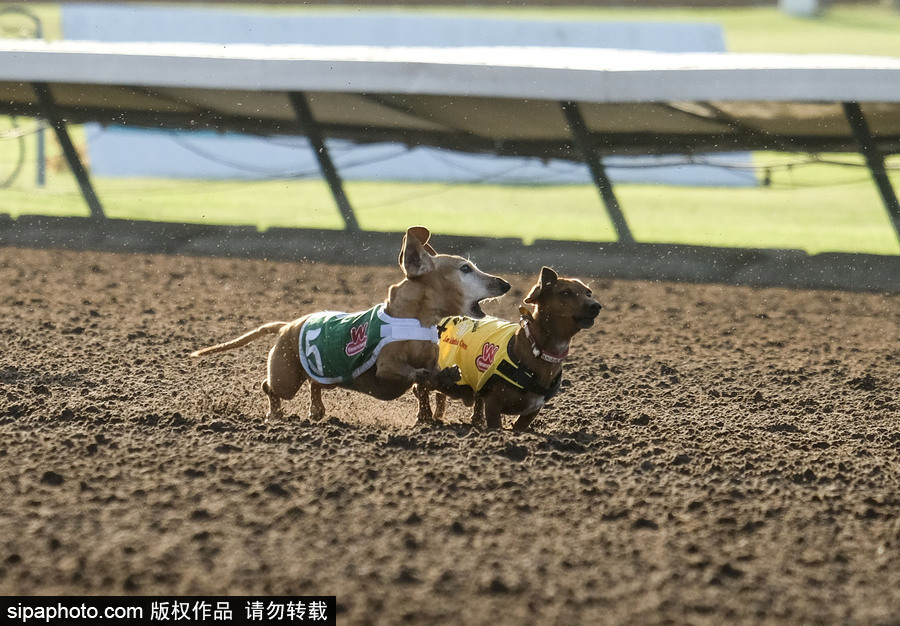 另類速度與激情！第23屆美國年度賽狗大會開幕