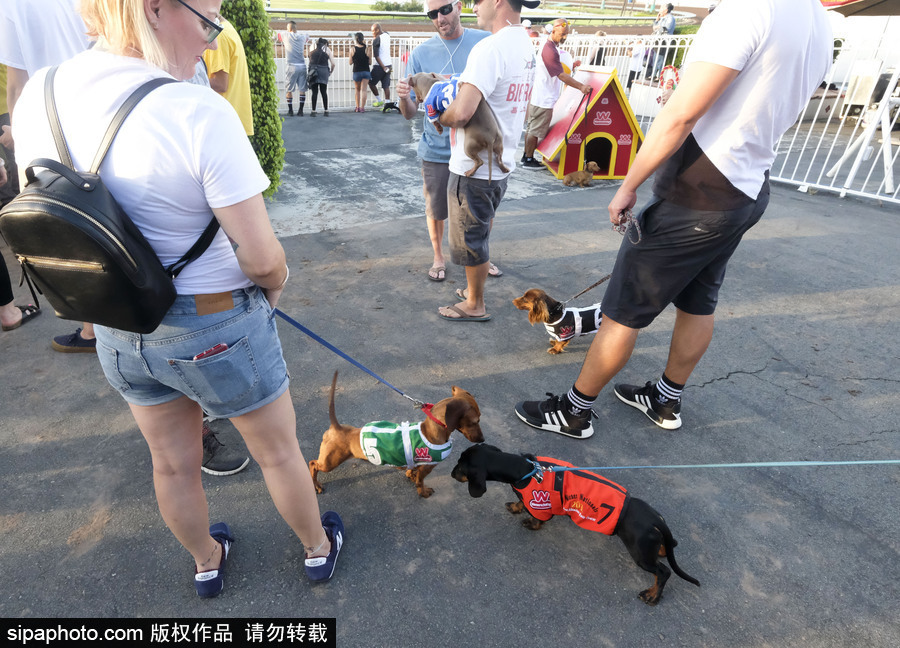 另類速度與激情！第23屆美國年度賽狗大會開幕