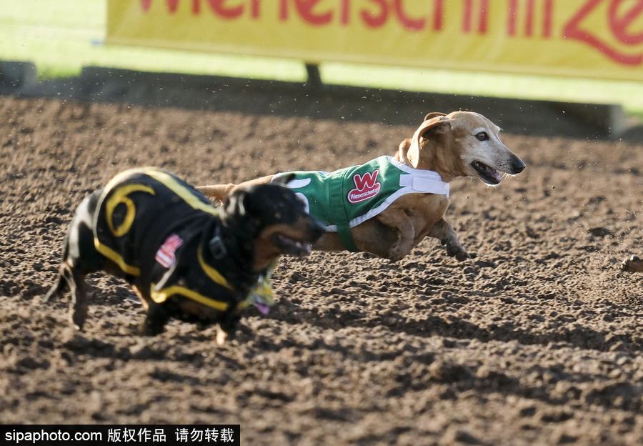 另類速度與激情！第23屆美國年度賽狗大會開幕