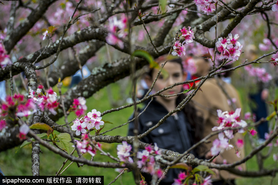南半球的櫻花季終于到啦！巴西圣保羅櫻花盛開吸引大批游客觀賞