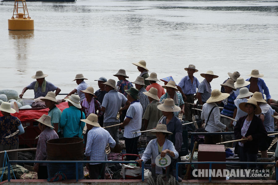 【發現長江】安徽銅陵和悅洲蔬菜有機種植 居民與江豚和諧共生