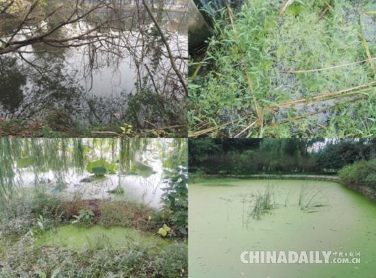 【發現長江】“一潭死水”變清流 安徽池州強力治理城市黑臭水體