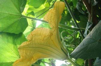 七夕，那些你不知道的節日傳統