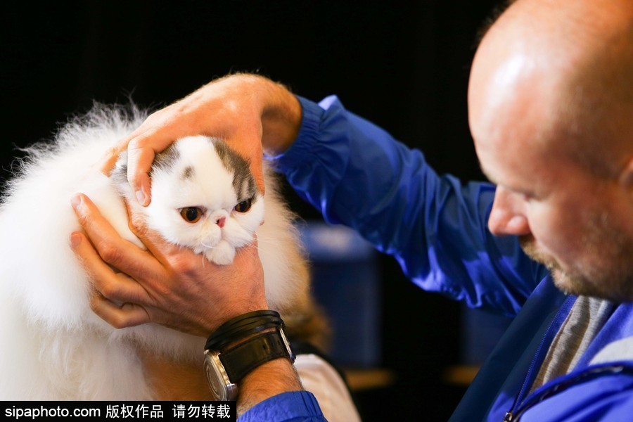 巴西圣保羅：貓咪比美大賽開始啦！各式貓咪軟萌亮相