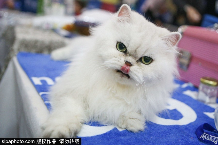 巴西圣保羅：貓咪比美大賽開始啦！各式貓咪軟萌亮相