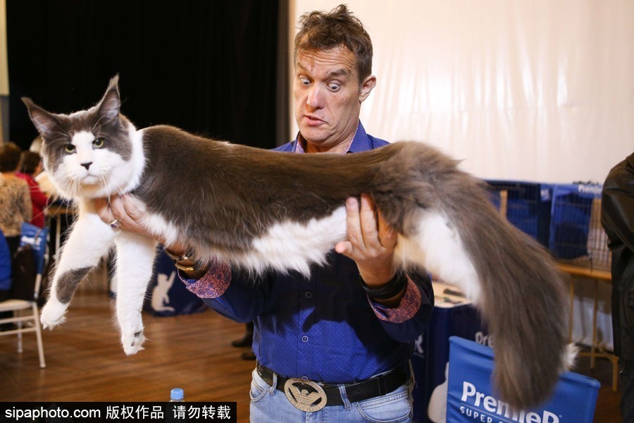 巴西圣保羅：貓咪比美大賽開始啦！各式貓咪軟萌亮相