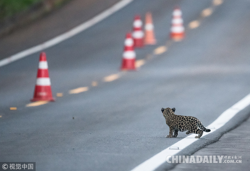 巴西：美洲豹一家過馬路被抓拍 當(dāng)?shù)貎H余200頭