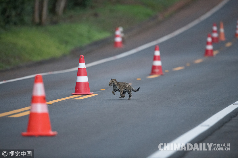 巴西：美洲豹一家過馬路被抓拍 當?shù)貎H余200頭