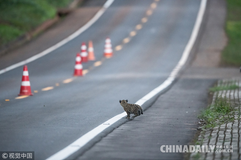 巴西：美洲豹一家過馬路被抓拍 當(dāng)?shù)貎H余200頭
