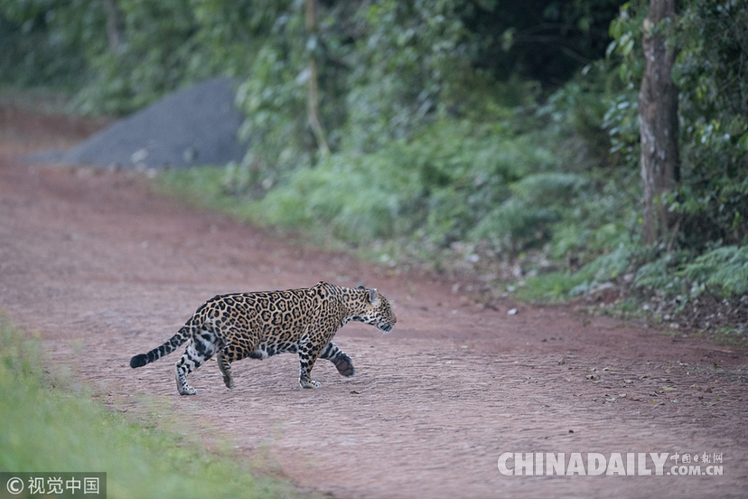 巴西：美洲豹一家過馬路被抓拍 當地僅余200頭