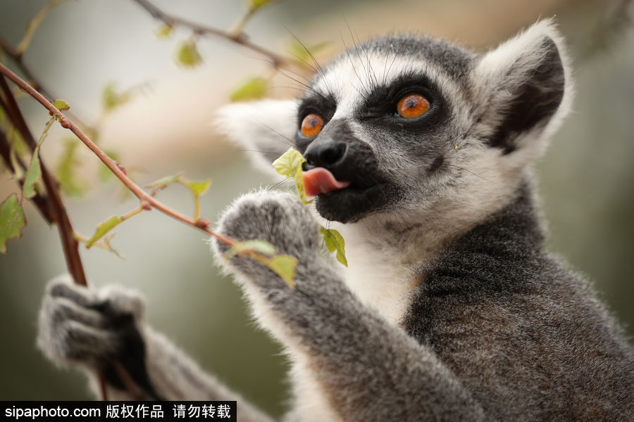 比利時布魯塞爾：爭萌逗趣狀況頻出！珍稀動物生態(tài)百相