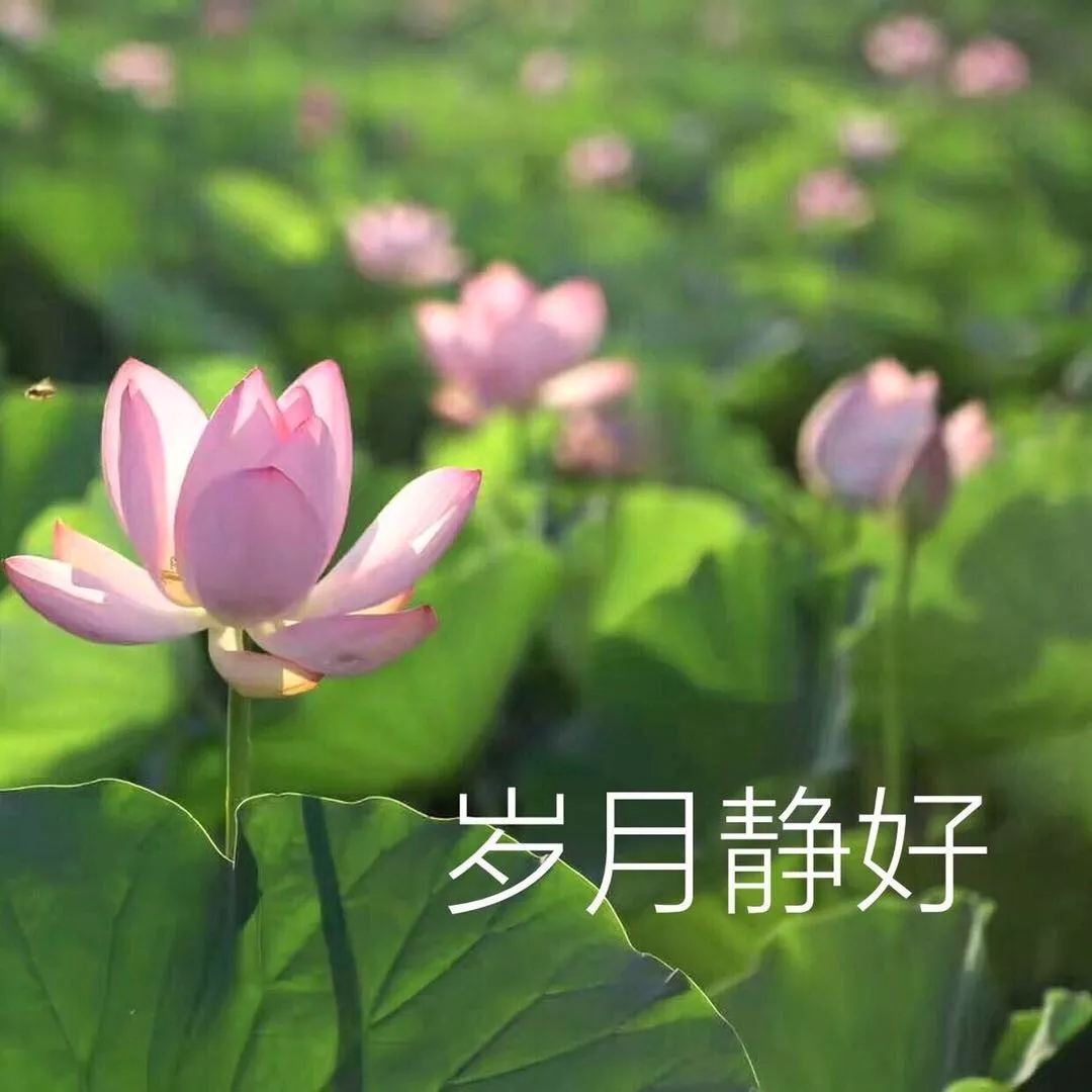 如果當初換個頭像，我可能早脫單了！據說用小動物做頭像的，缺乏安全感