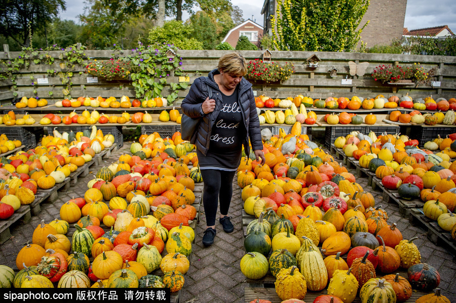 荷蘭海爾許霍瓦德：秋天是南瓜的季節(jié)！市場(chǎng)各色南瓜讓人眼花繚亂