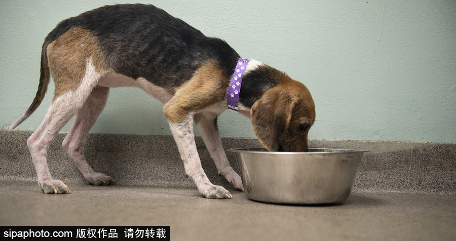 美國賓夕法尼亞州：70多只小獵犬得救 “感激狀”表情呆萌可愛