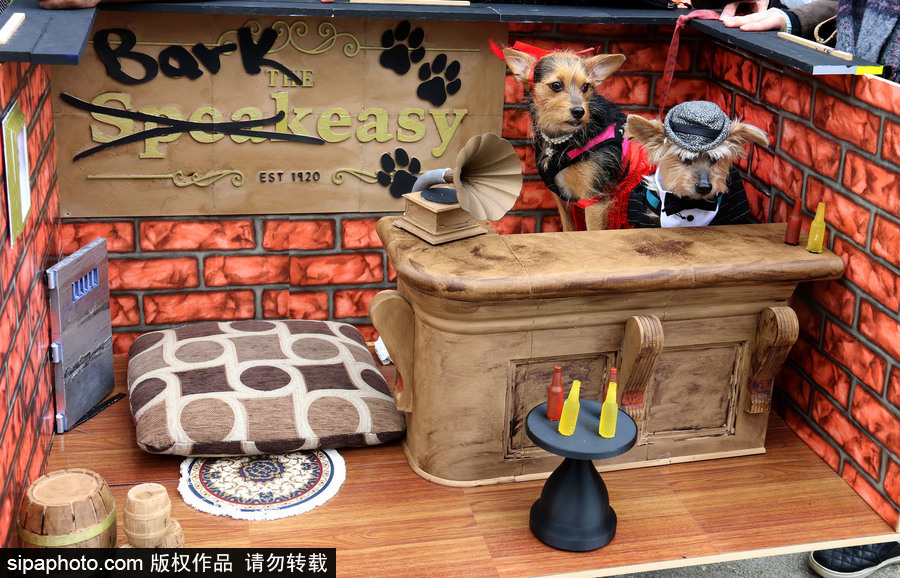 美國紐約：狗狗變身coser！第28屆湯普金斯廣場萬圣節狗狗游行萌翻全場