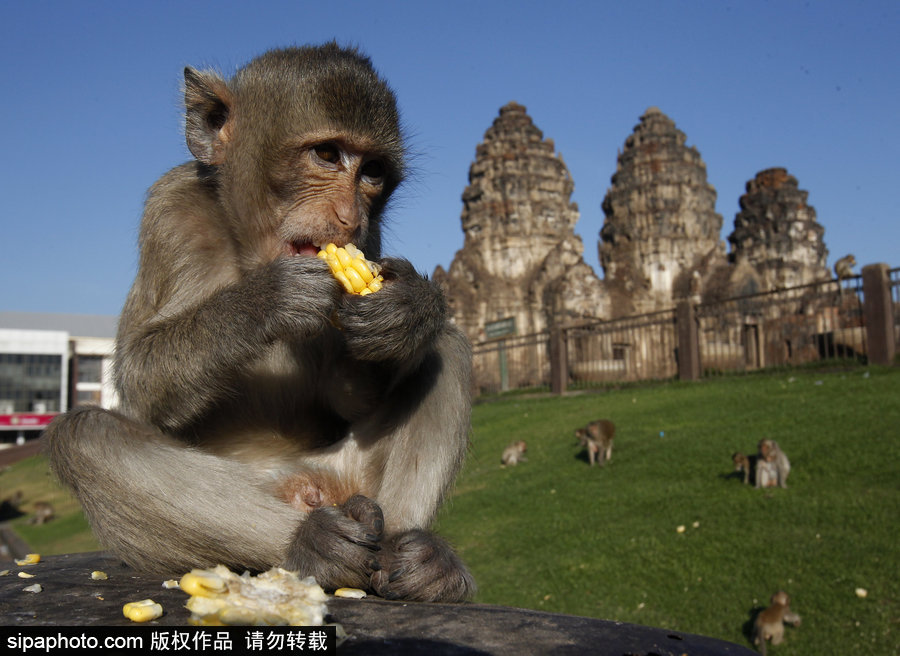 泰國：狂吃海塞歡度節(jié)日！猴子自助餐節(jié)在曼谷舉行
