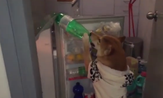 柴犬因愛看電視有“繪畫技能”走紅網絡【圖】