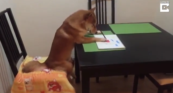 柴犬因愛看電視有“繪畫技能”走紅網(wǎng)絡【圖】