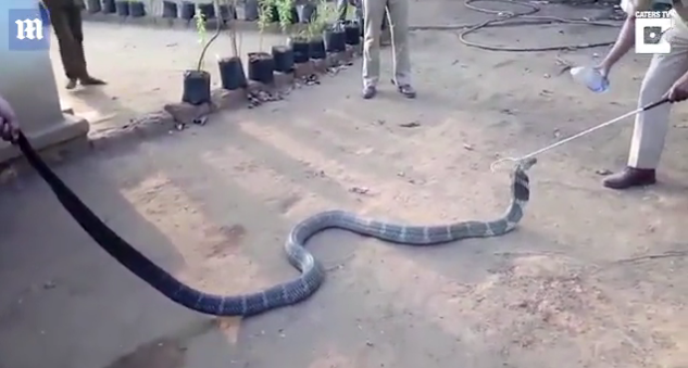 “我好渴！”眼鏡蛇爬進(jìn)村莊求助 村民喂瓶裝水