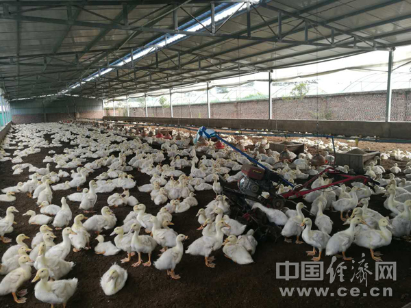 【網絡媒體“走轉改”】蘆山紅星村:精準扶貧“不破樓蘭終不還”