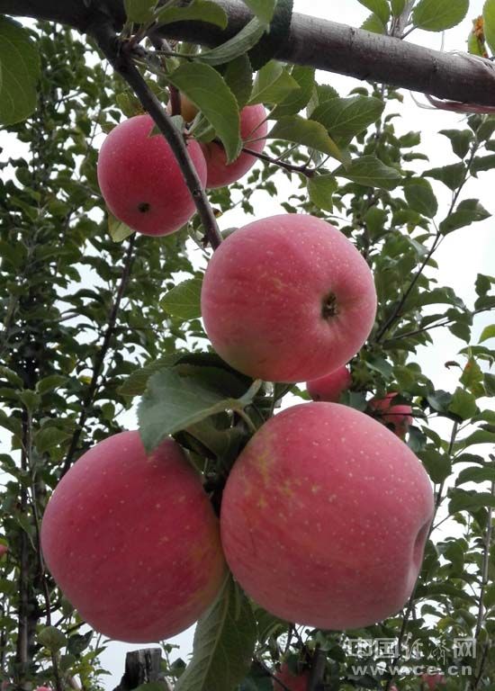 【網(wǎng)絡(luò)媒體走轉(zhuǎn)改】革命老區(qū)精準扶貧的